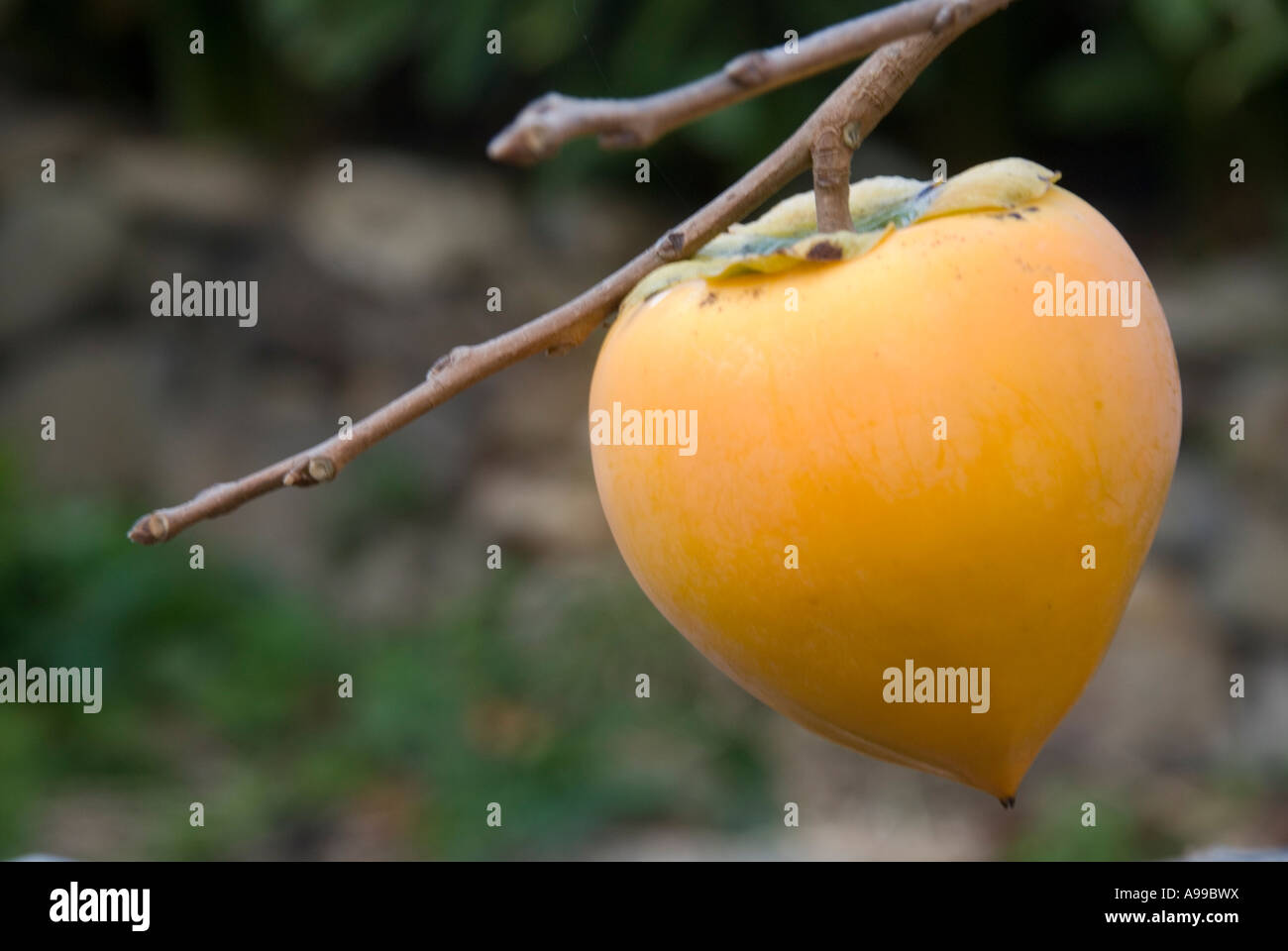 Ripe persimmon on tree Stock Photo