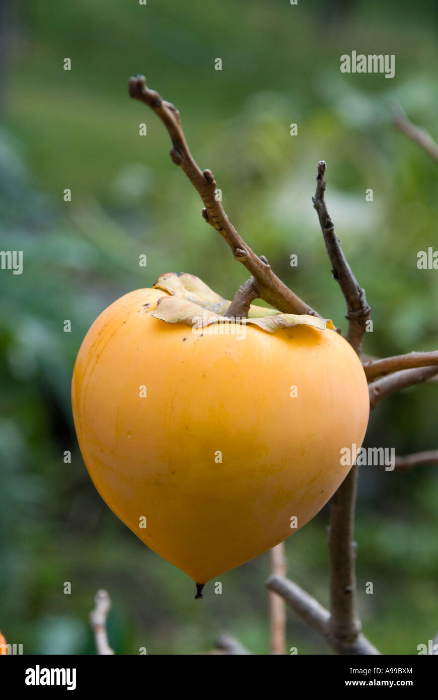 Ripe persimmon on tree Stock Photo