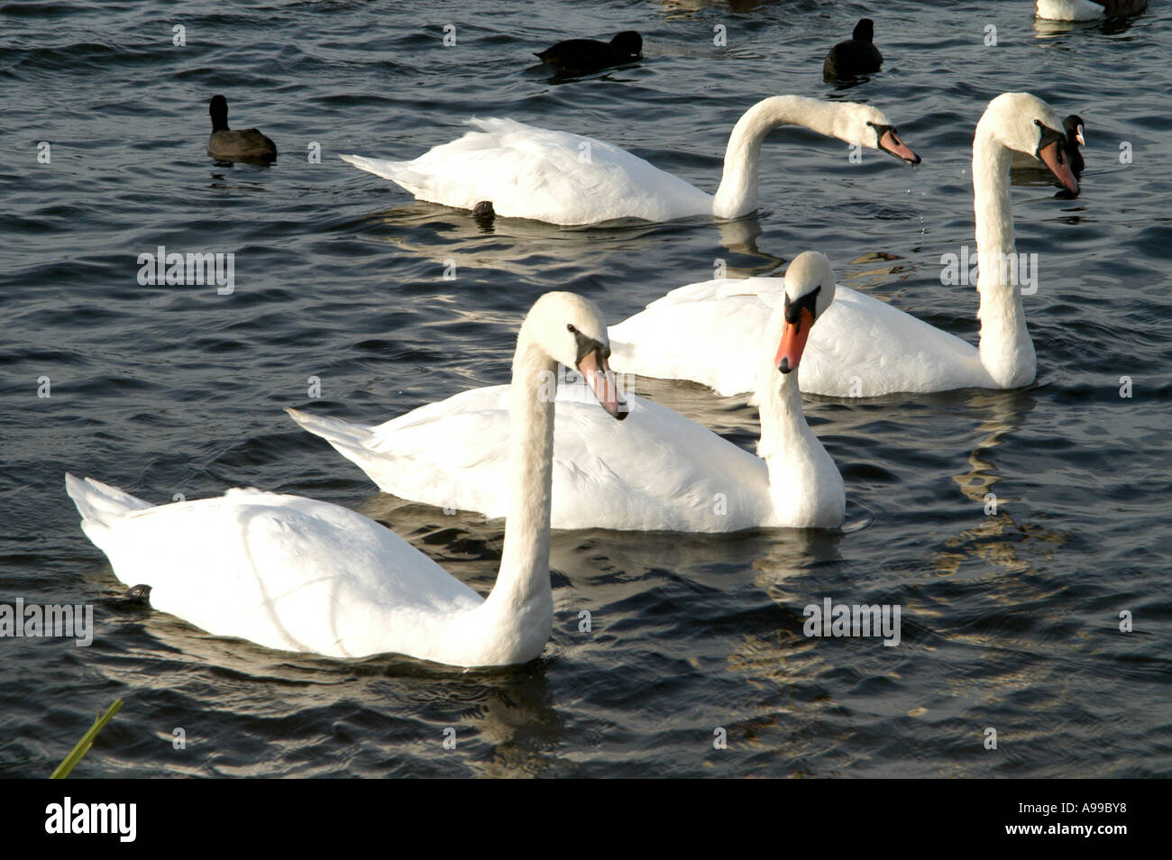 White Swans on Welsh Harp Reservoir Lake 30 Oct 2004 at 12:28am. Stock Photo