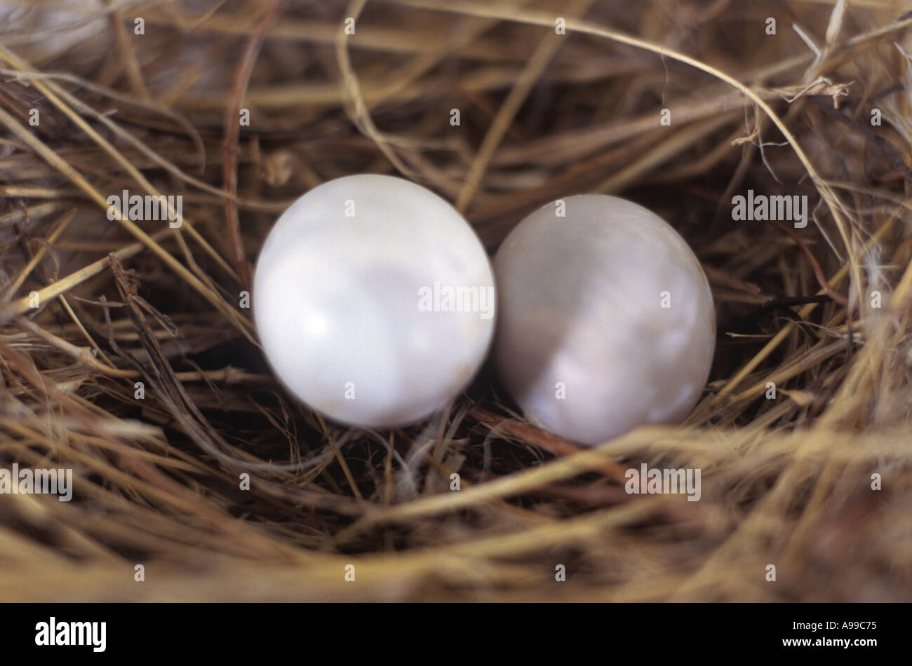 Bird Nest on a White Background Stock Photo - Alamy