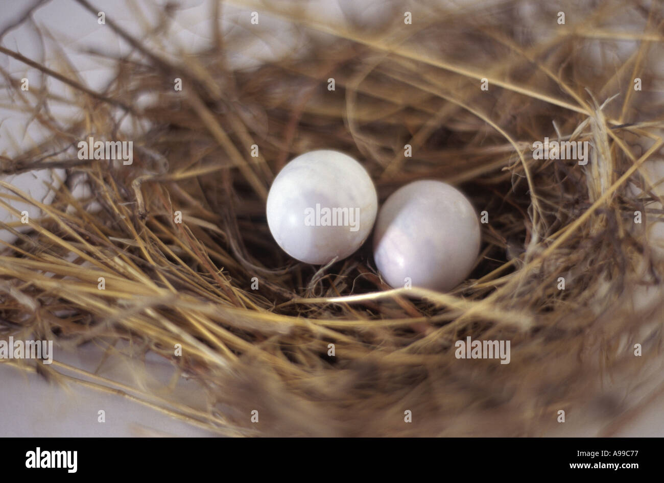 Bird Nest on a White Background Stock Photo - Alamy
