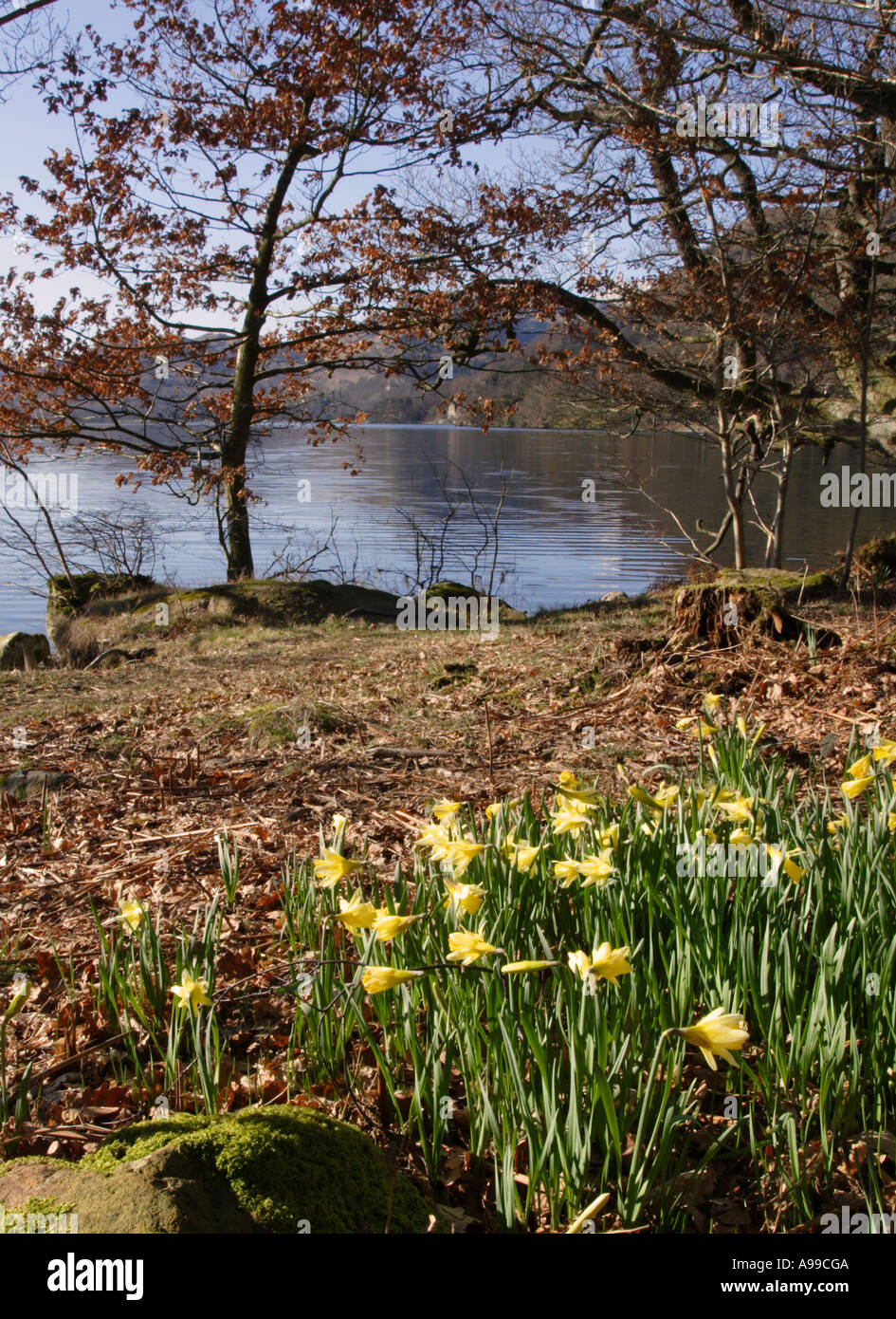 Daffodils lake district hires stock photography and images Alamy