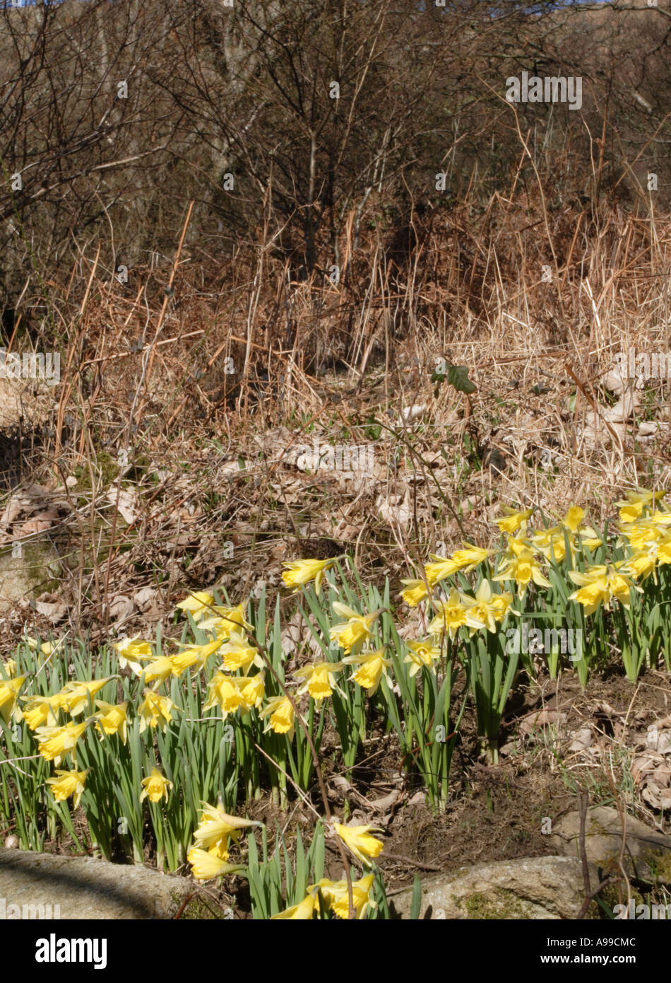 Wordsworth daffodils hires stock photography and images Alamy