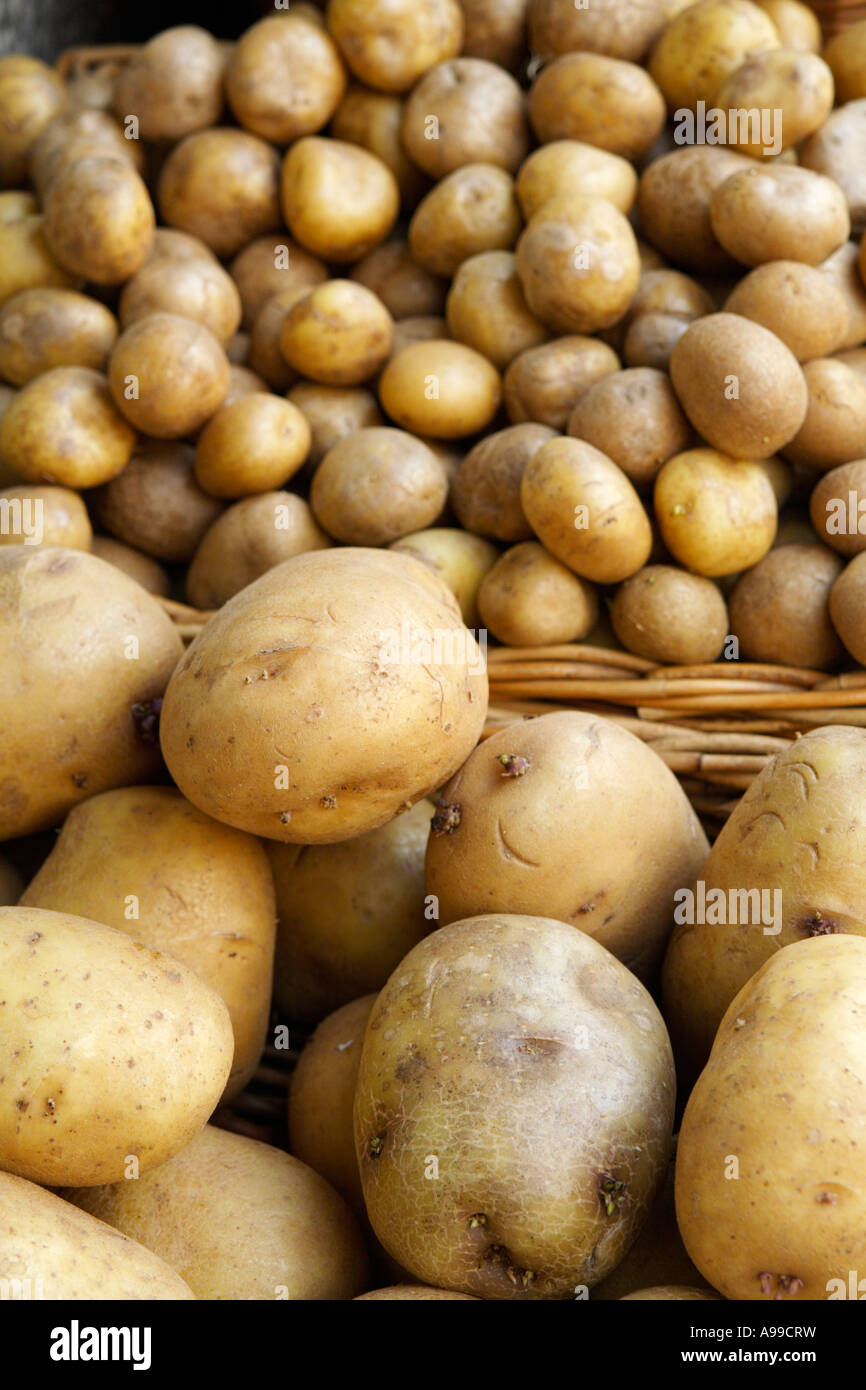 Potatoes, UK. Stock Photo