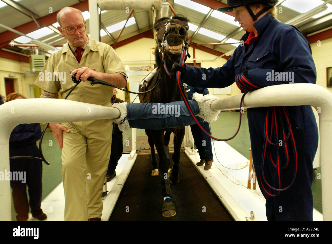 Vet operating an endoscope inserted up a horses nostril as it gallops