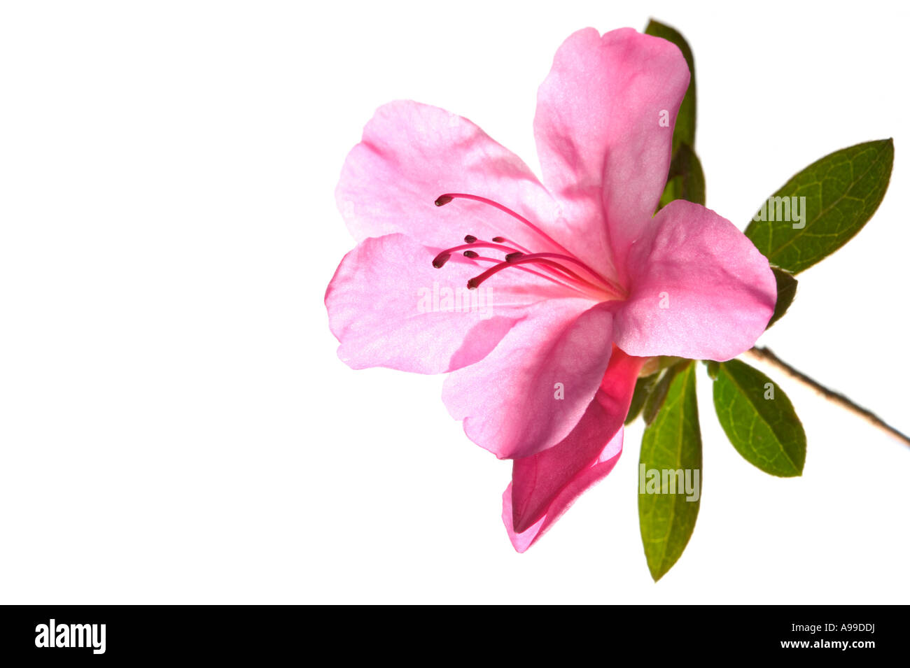 Pink Azalea lit from behind isolated on white Stock Photo