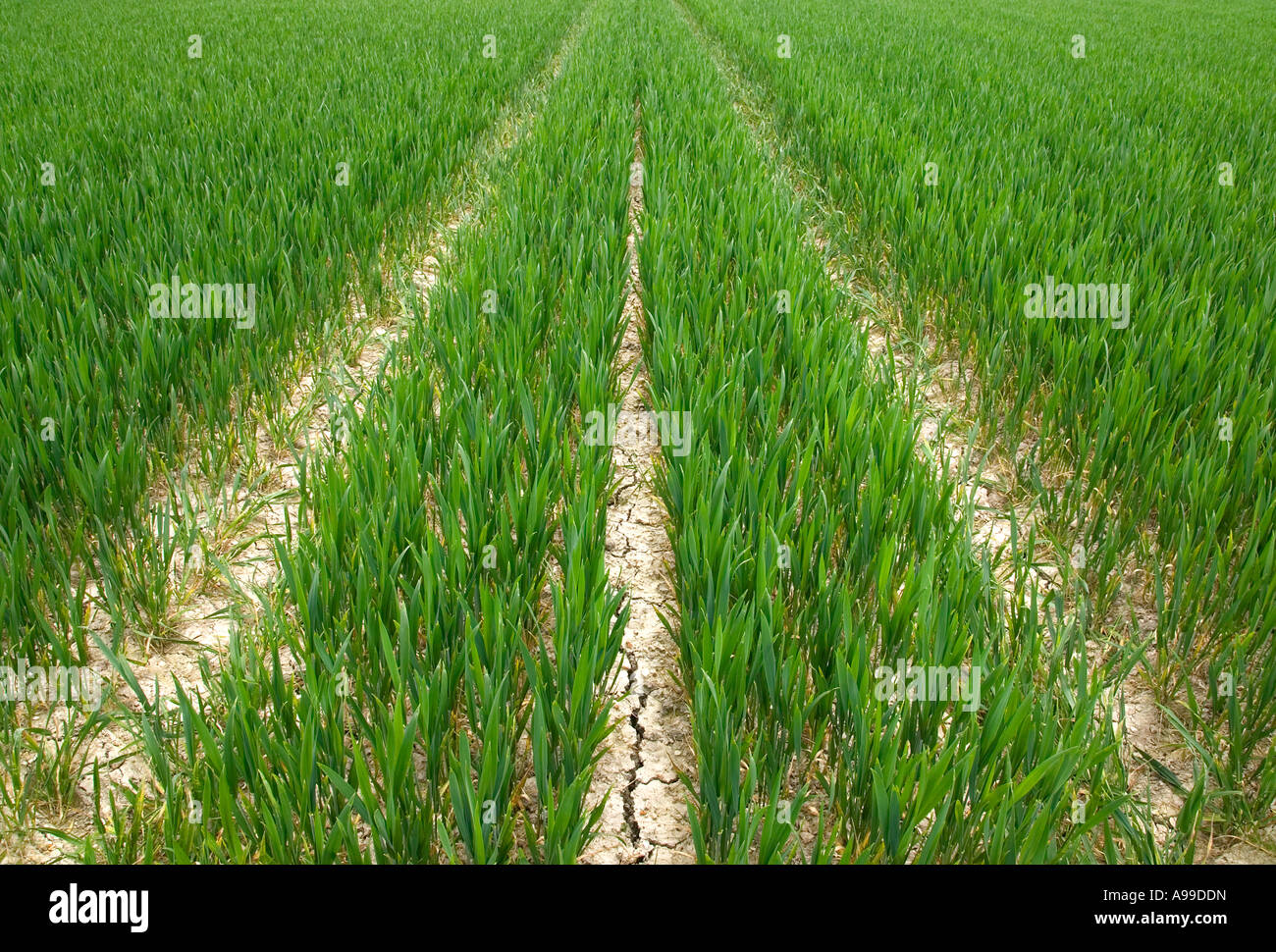 Crop field with tractor tracks. Stock Photo