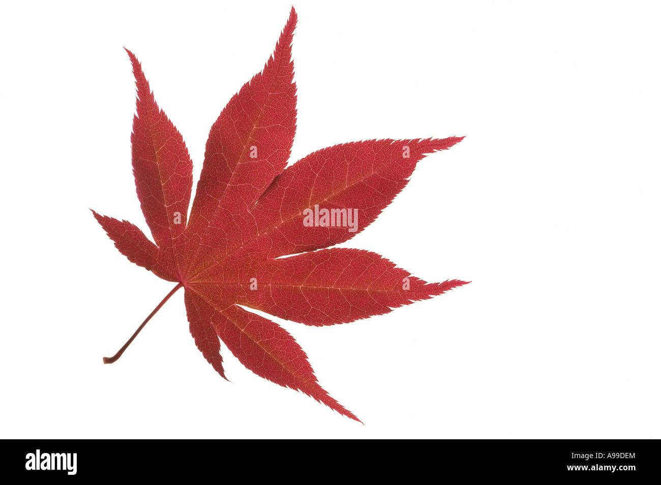 Detailed macro shot of a Japanese Maple leaf isolated on white Stock Photo