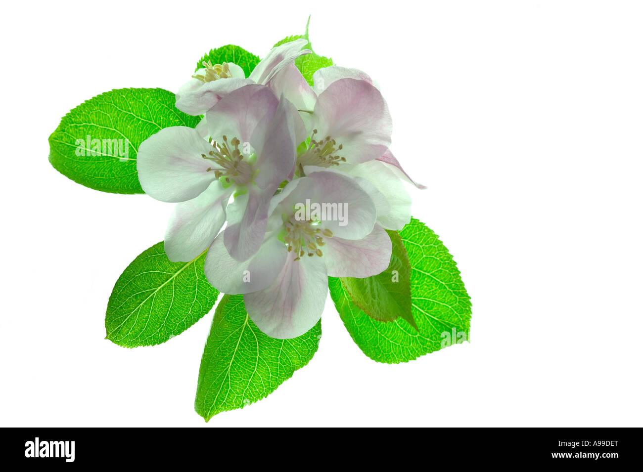 High key shot of Apple blossom and leaves isolated on white Stock Photo