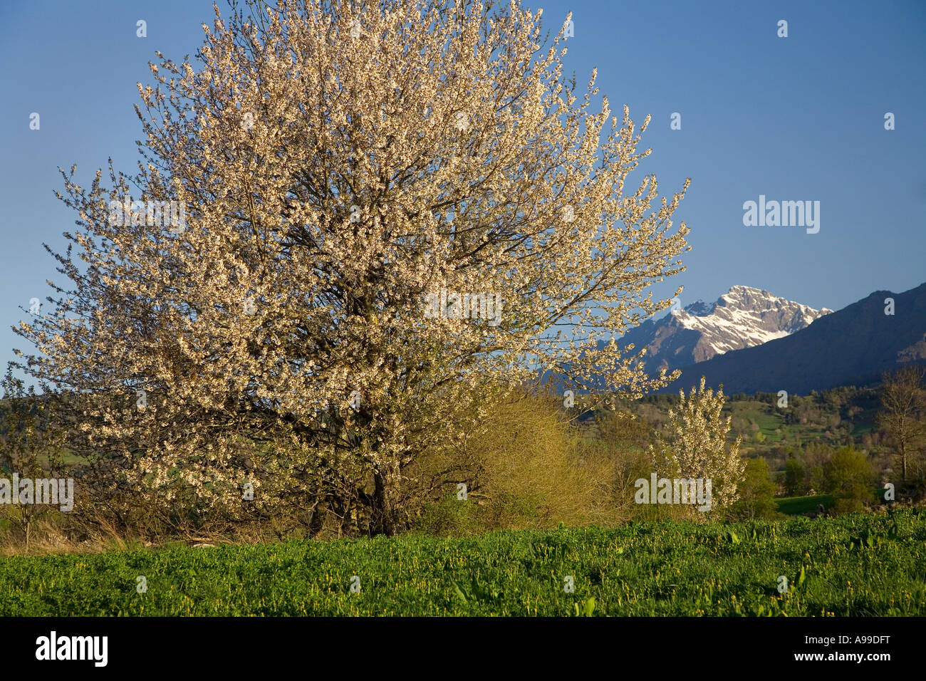 fruit tree in blossom, near village of St. Bonnet in the Hautes Alpes region, France Stock Photo