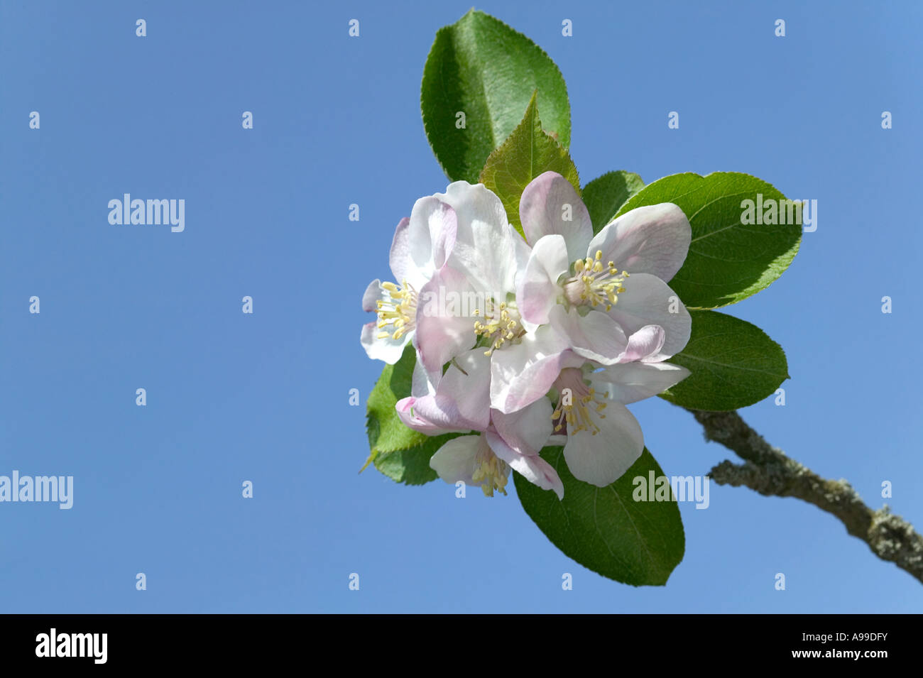 Apple blossom isolated against a bright blue sky Stock Photo