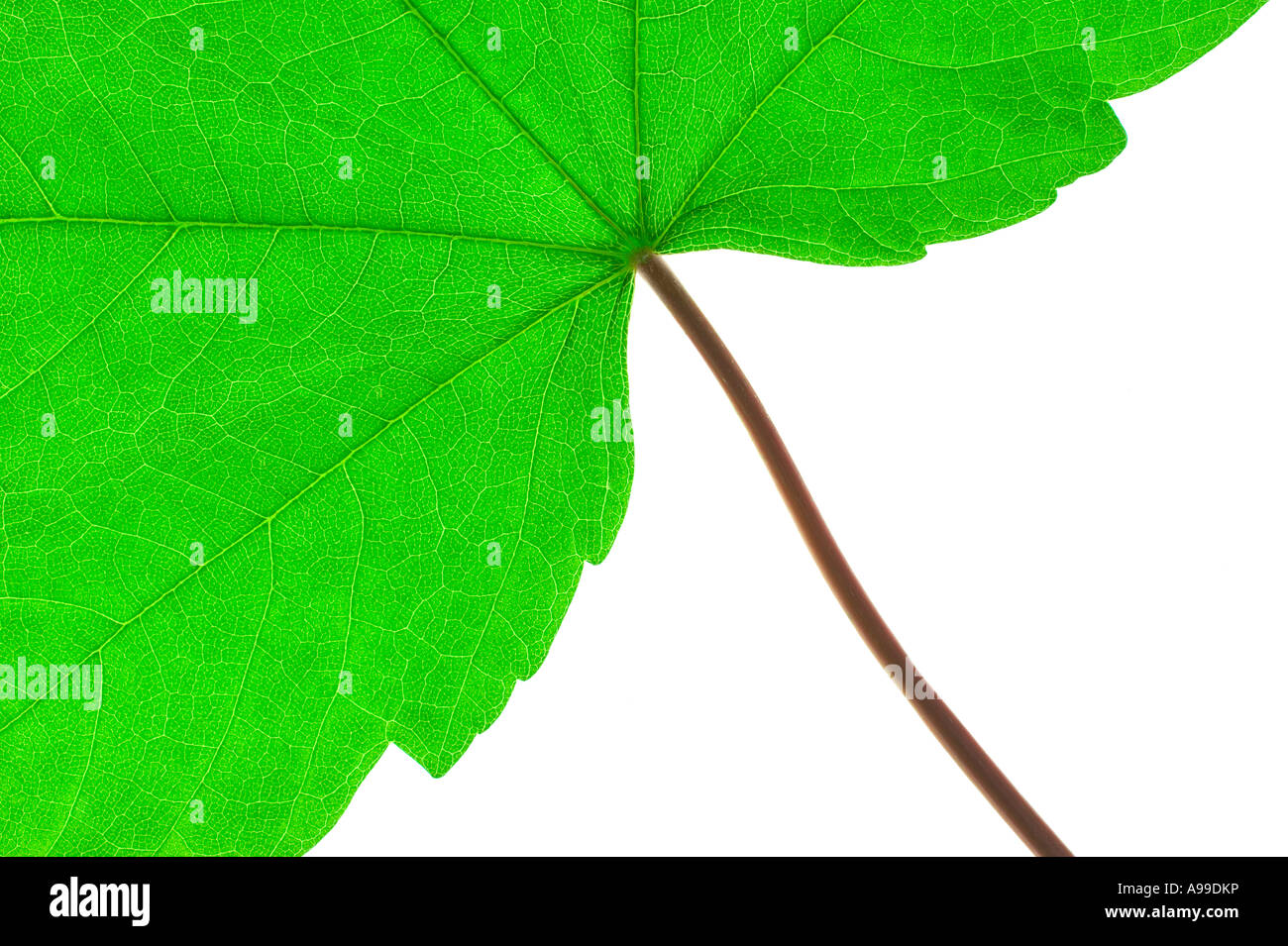 Green leaf and stem macro against a white background Stock Photo