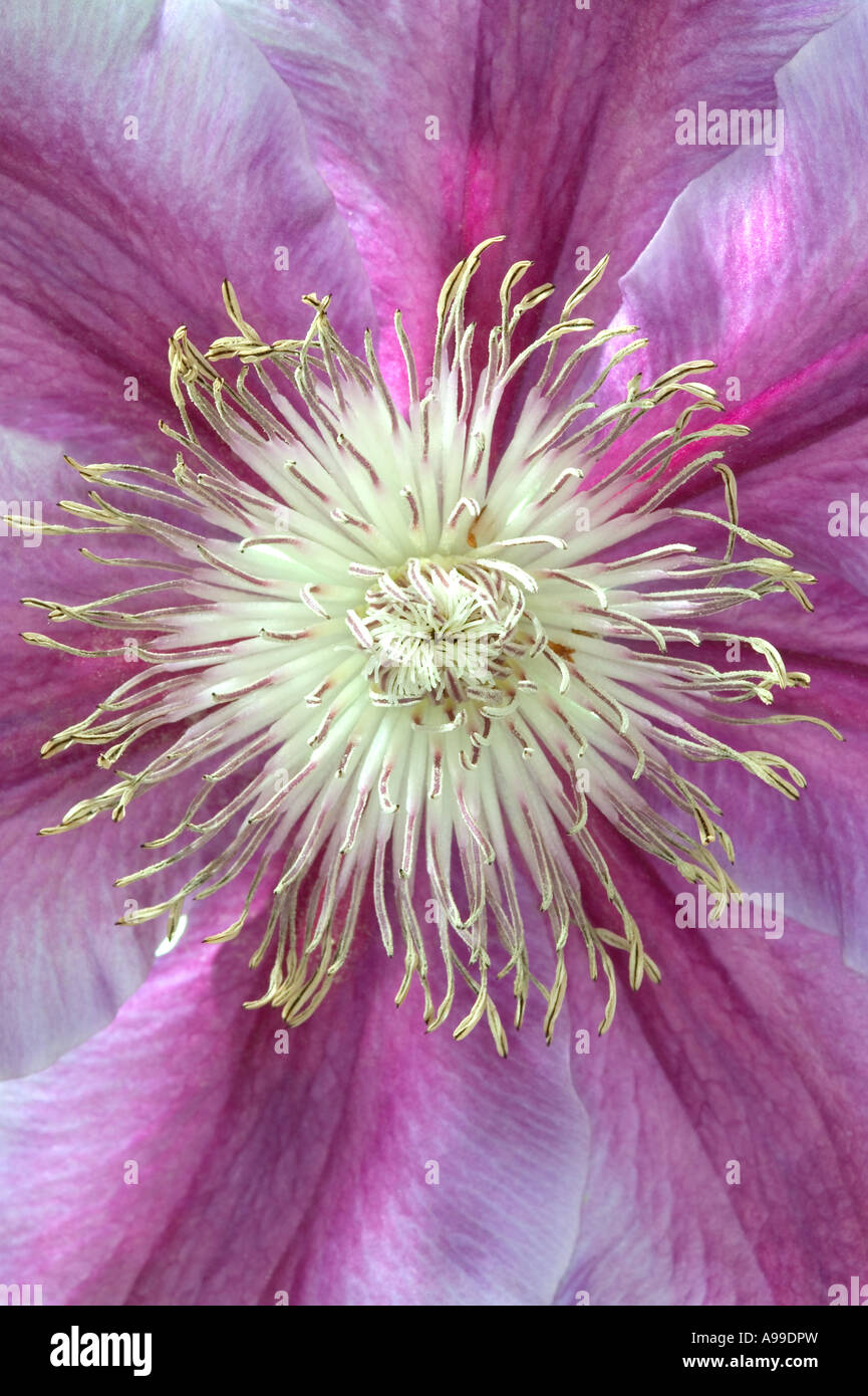 Macro image of a Clematis Dr Ruppel Flower Stock Photo