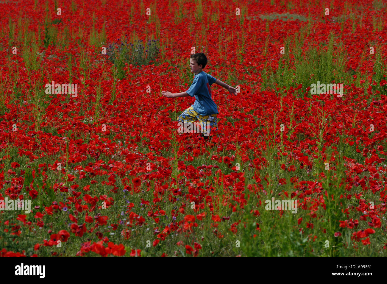 Child boy in a poppy field hi-res stock photography and images - Alamy