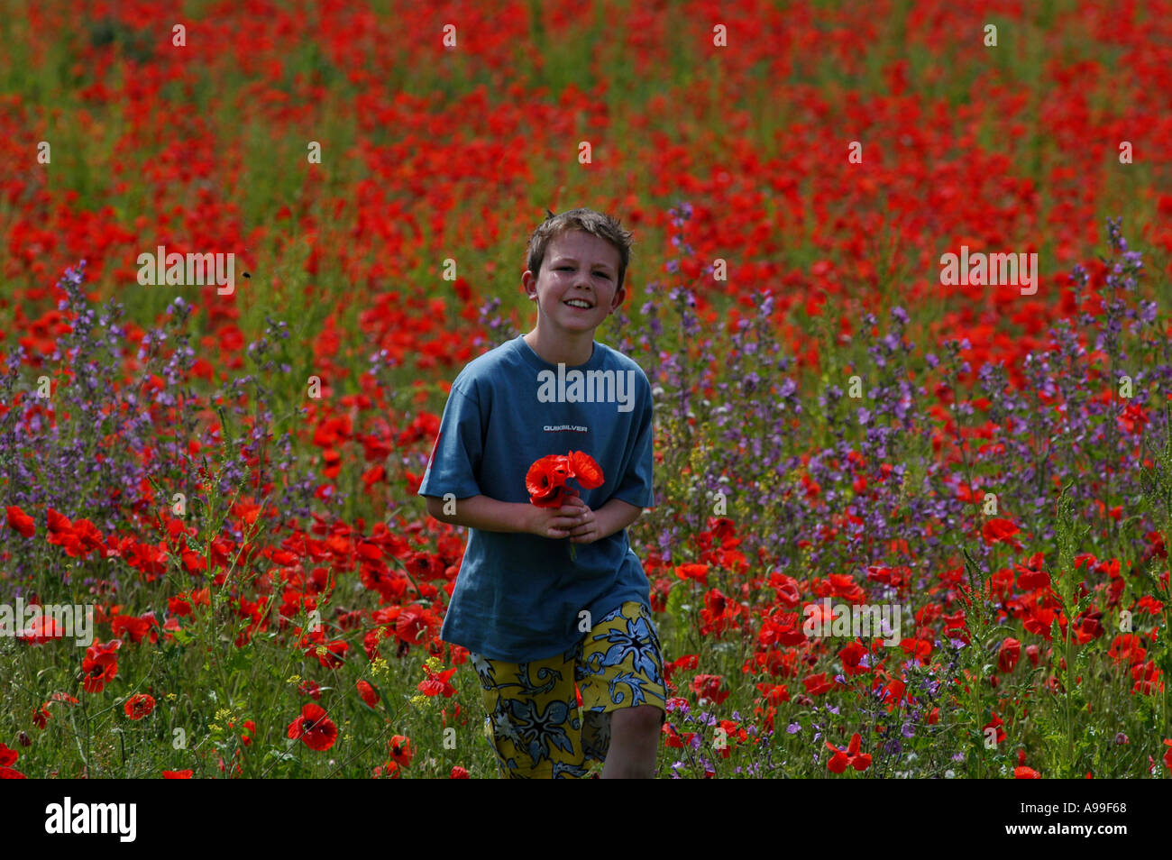 Child boy in a poppy field hi-res stock photography and images - Alamy