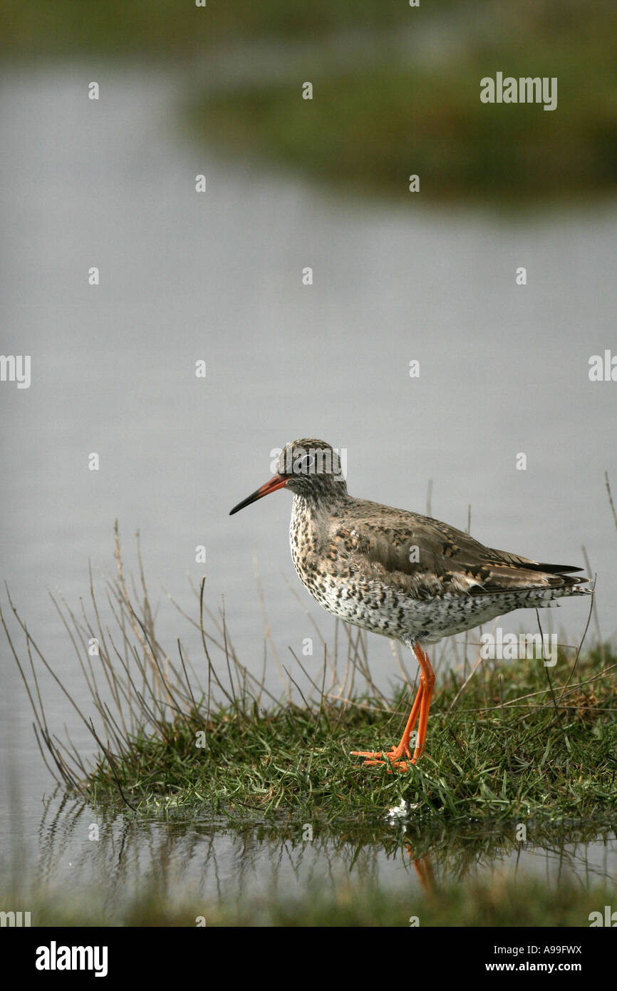 Common redshank bird tringa hi-res stock photography and images - Alamy