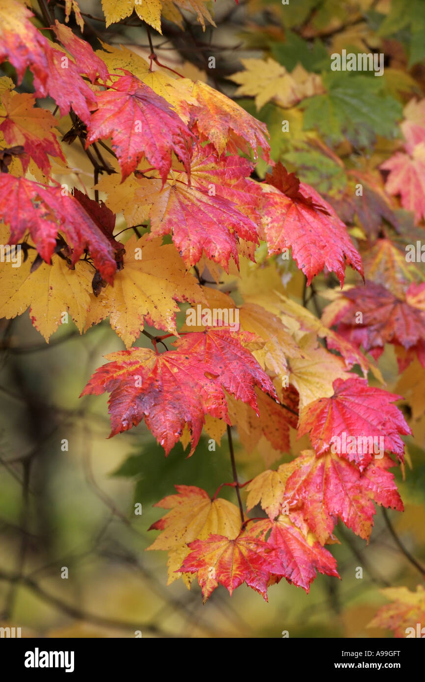 Leaves of acer turning red Stock Photo Alamy