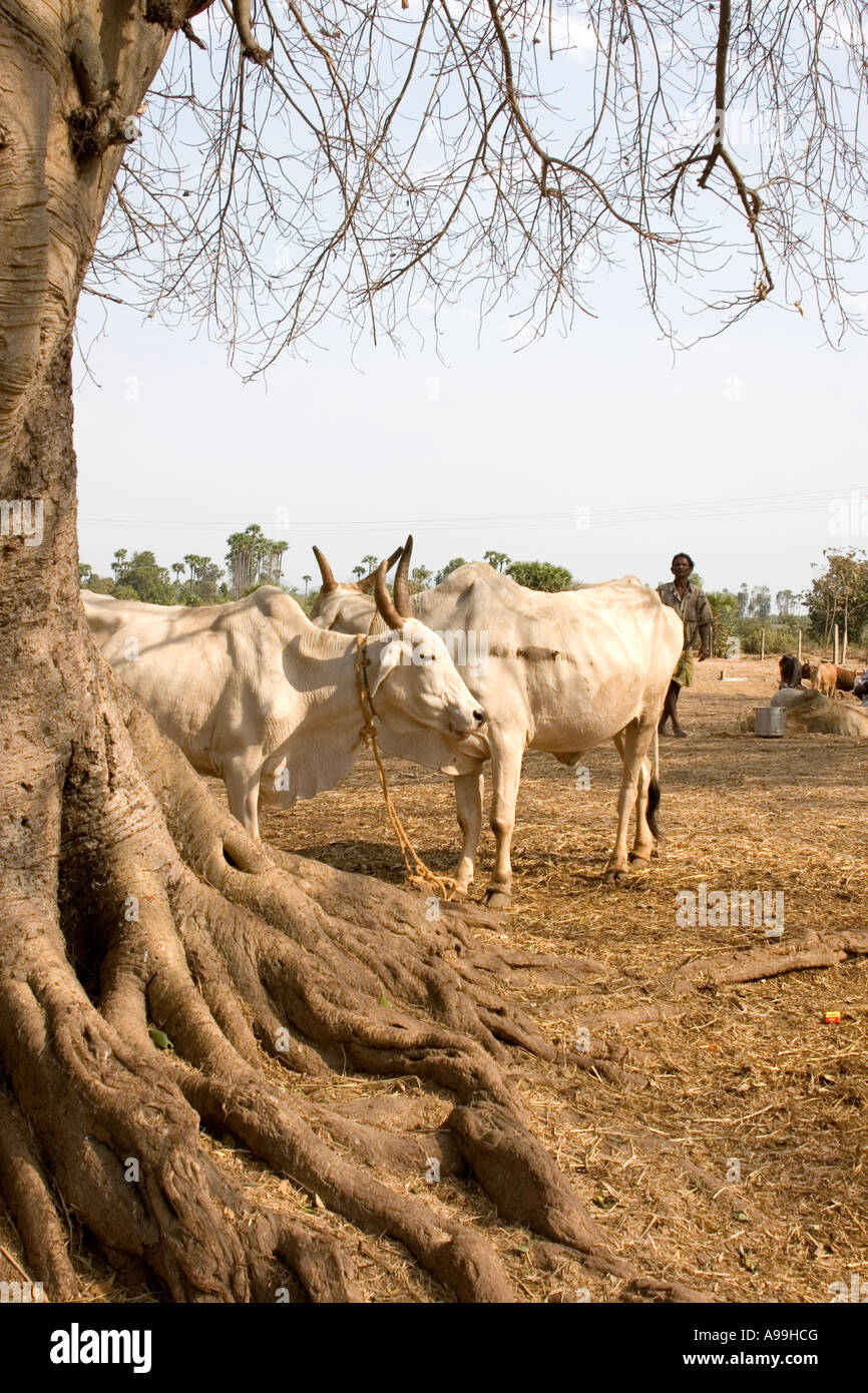 Tribes of south india hi-res stock photography and images - Alamy