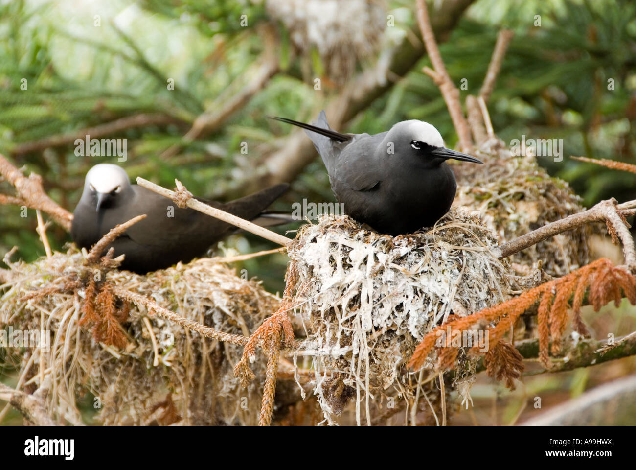 Lesser Noddiesnesting Lord black hi-res stock photography and images - Alamy
