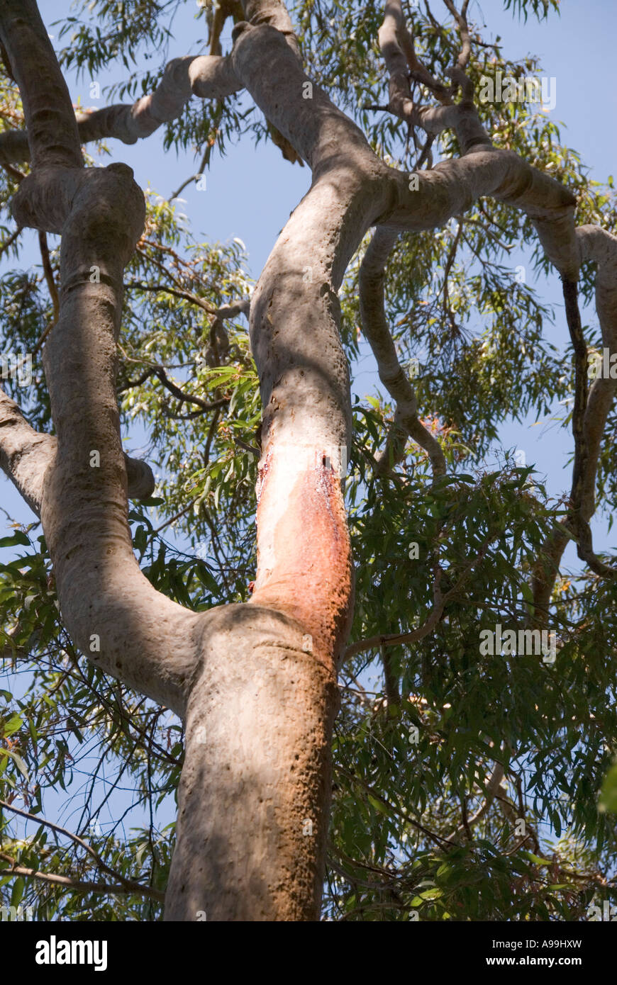 Smooth barked apple tree hi-res stock photography and images - Alamy