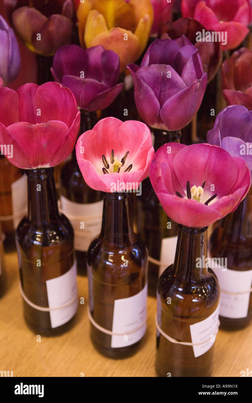 “Wakefield and North of England Tulip Society” annual show Normanton