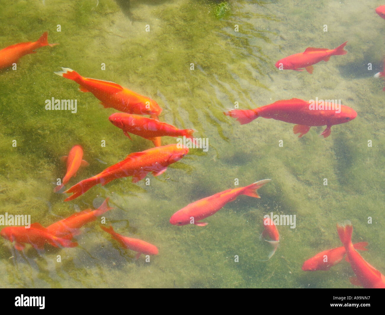 Lots of goldfish pond hi-res stock photography and images - Alamy