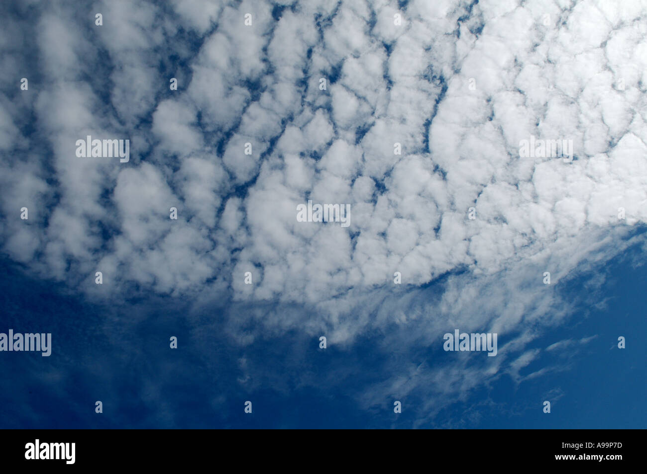 CLOUDS ALTO CUMULUS MACKEREL SKY BLUE WHITE FLUFFY. England Stock Photo ...