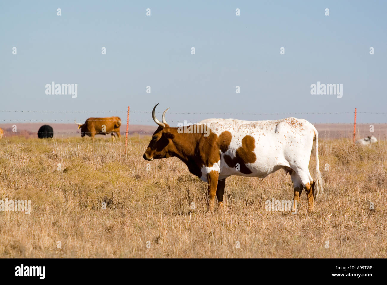 Longhorn reservations 2024