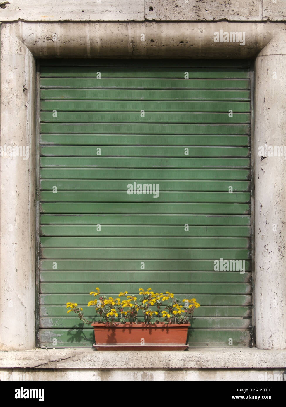 yellow flowers in plant pot on window sill Stock Photo - Alamy