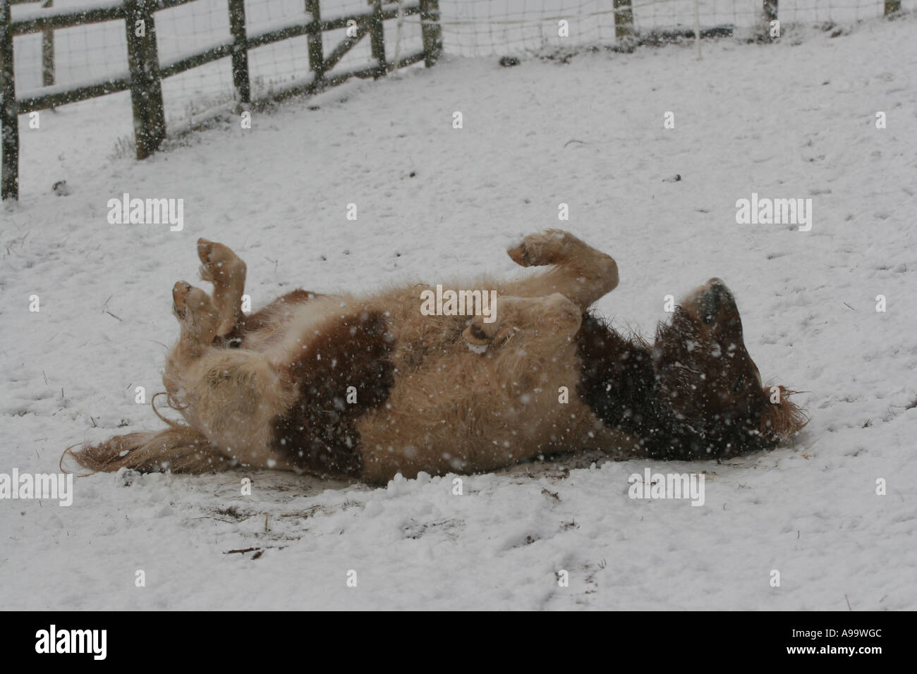 Miniature Horse in Snow Animal Natural World Environment Wales Stock Photo