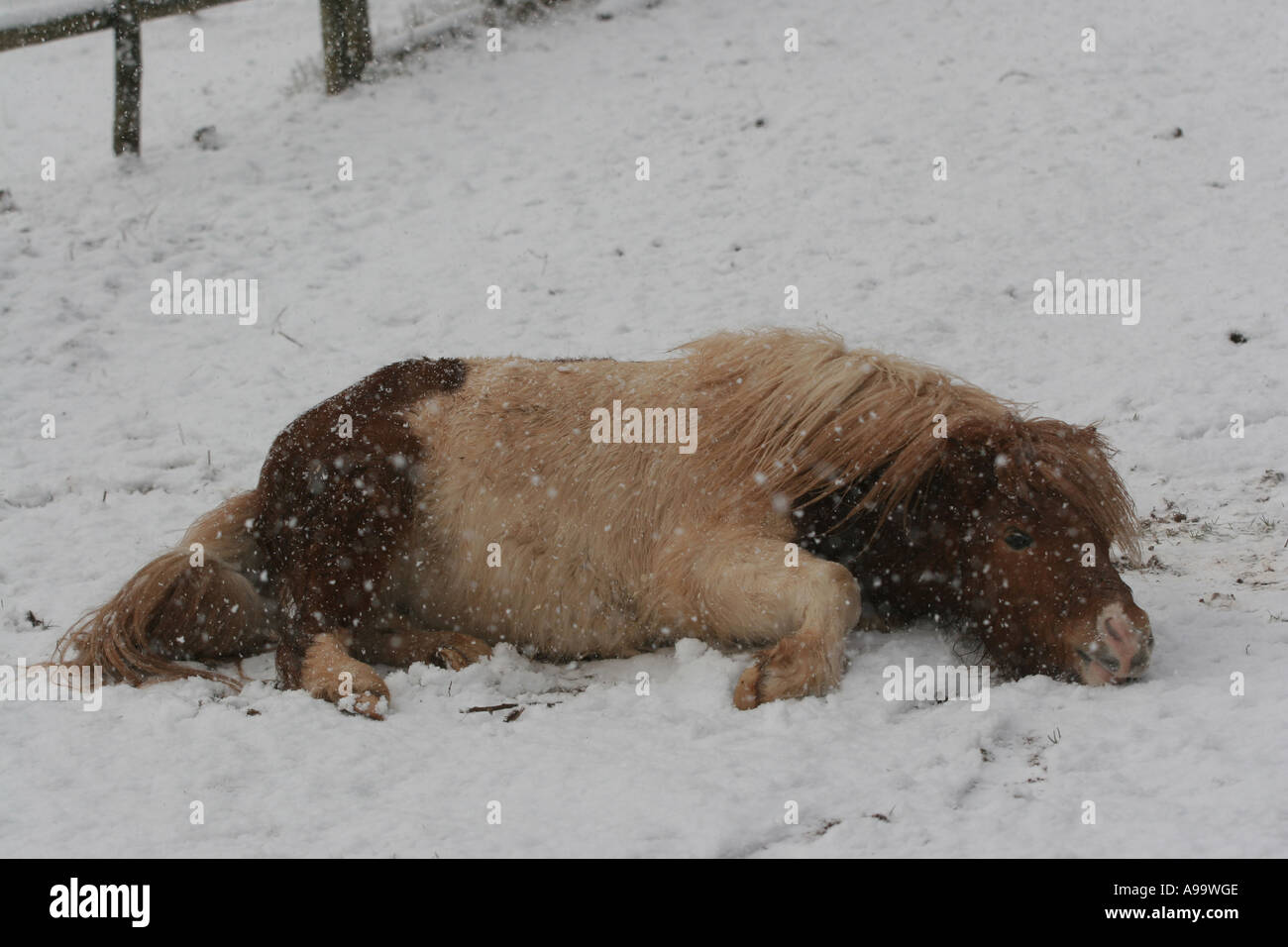Miniature Horse in Snow Animal Natural World Environment Wales Stock Photo