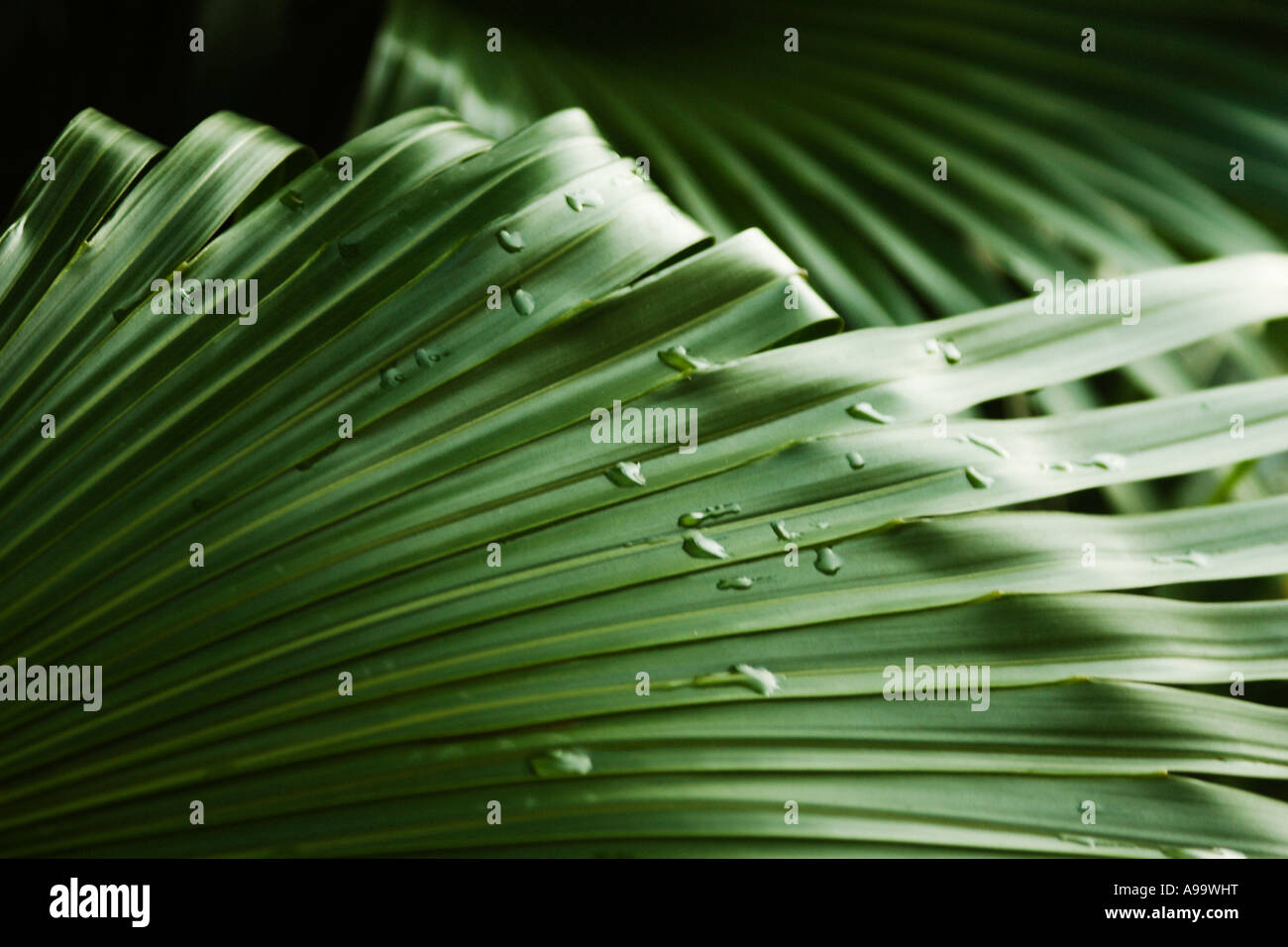 Light dew on palm leaves. Stock Photo