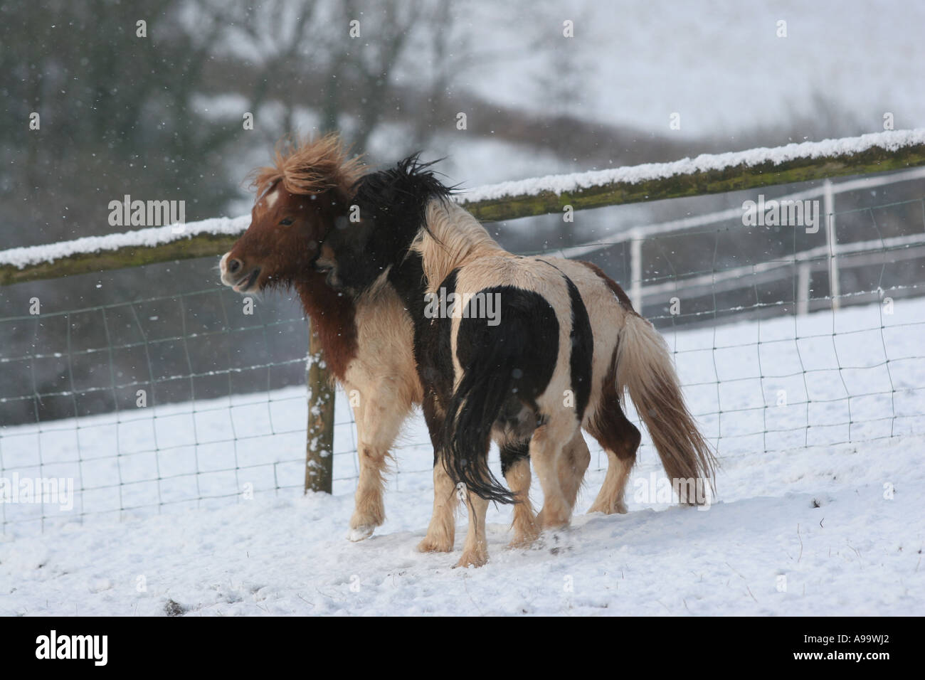 Miniature Horses in Snow Animal Natural World Environment Wales Stock Photo
