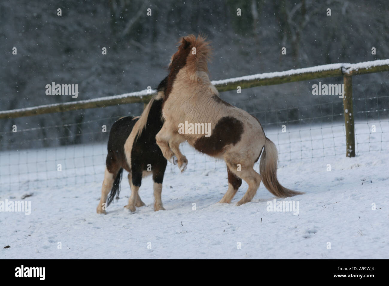 Miniature Horses in Snow Animal Natural World Environment Wales Stock Photo