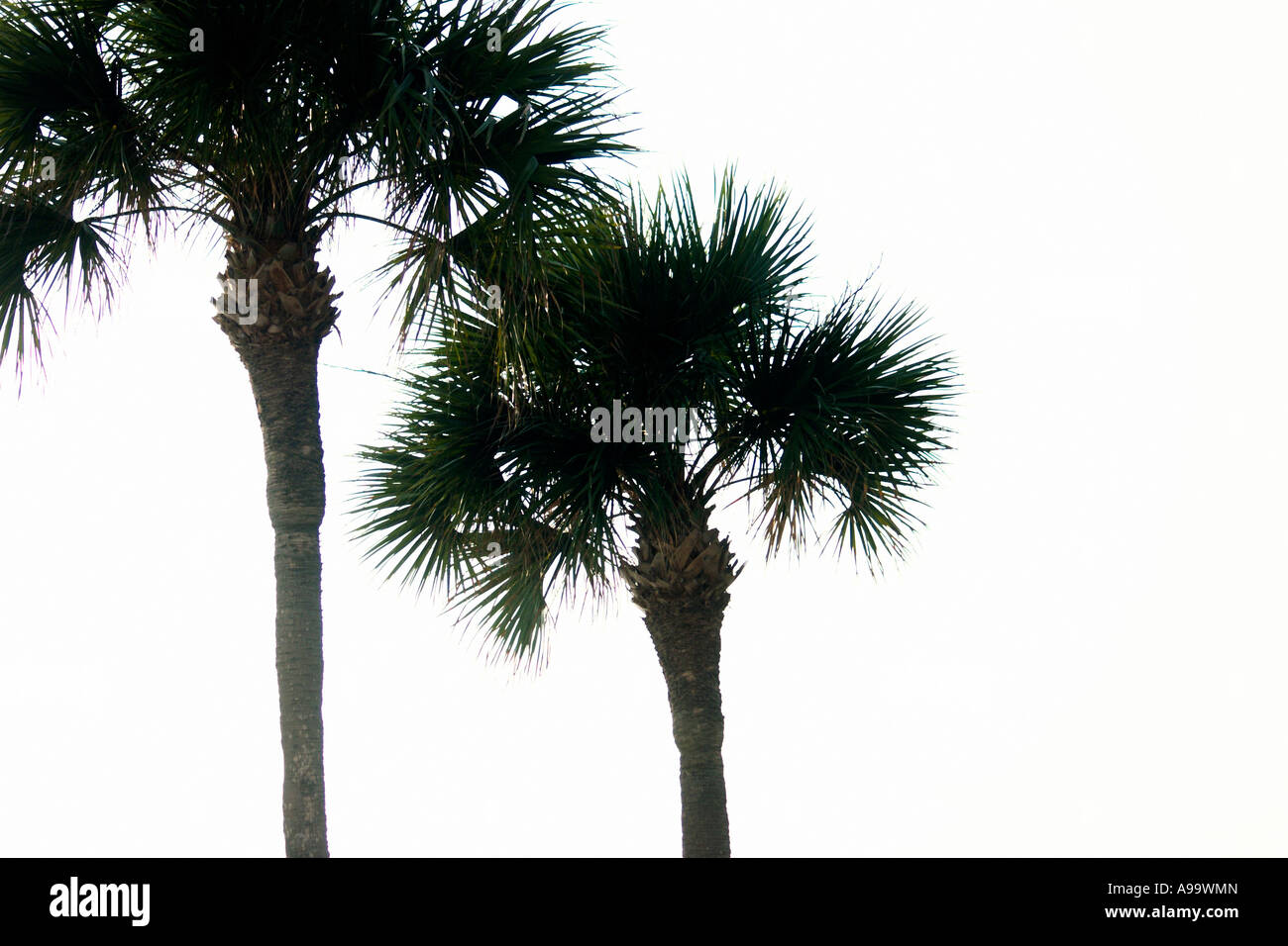Pair of palm trees. Stock Photo