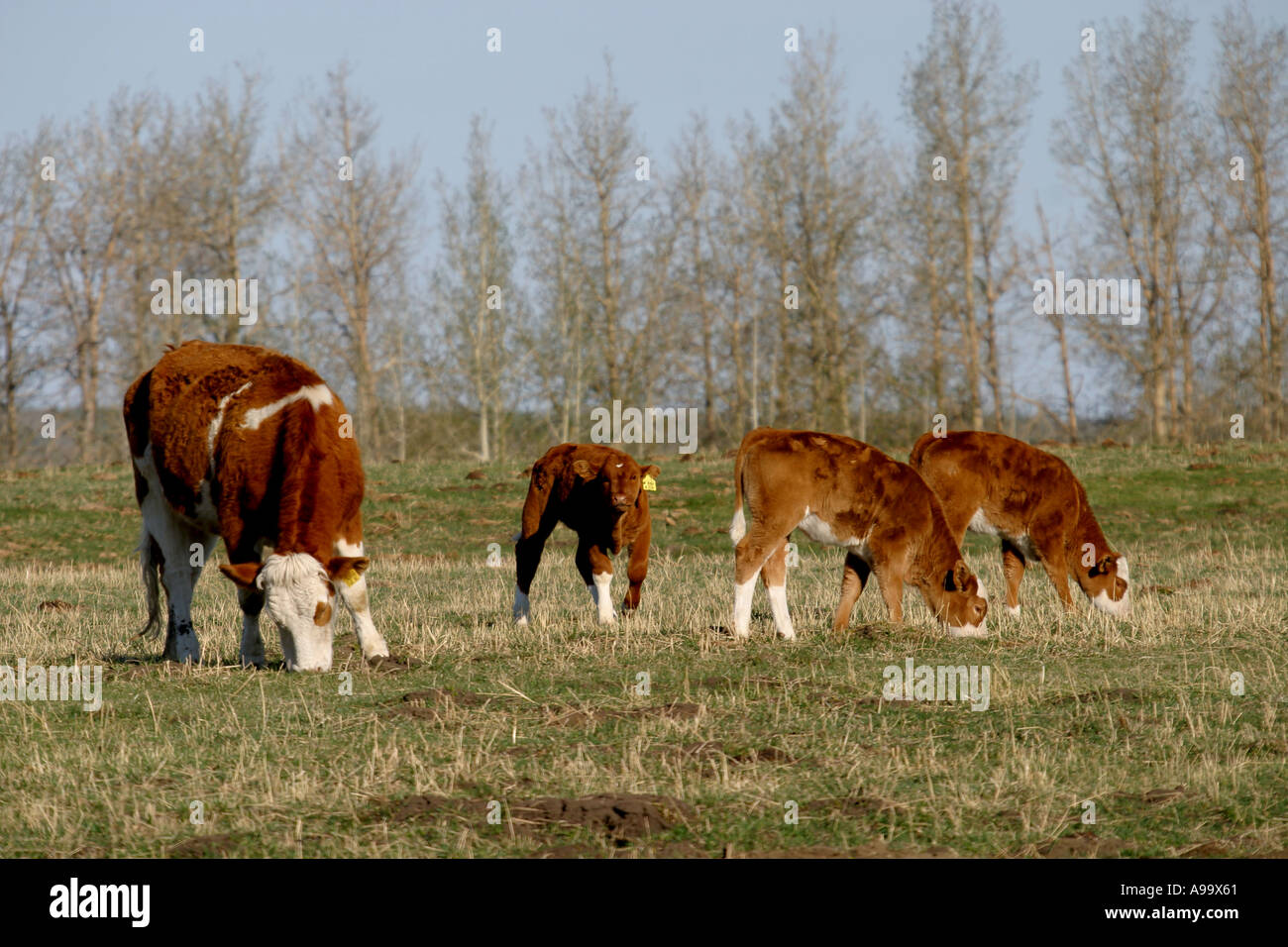Cattle grazing in a peaceful setting Stock Photo - Alamy