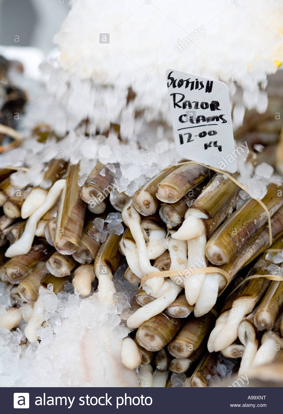 Razor Clams Stock Photos & Razor Clams Stock Images Alamy