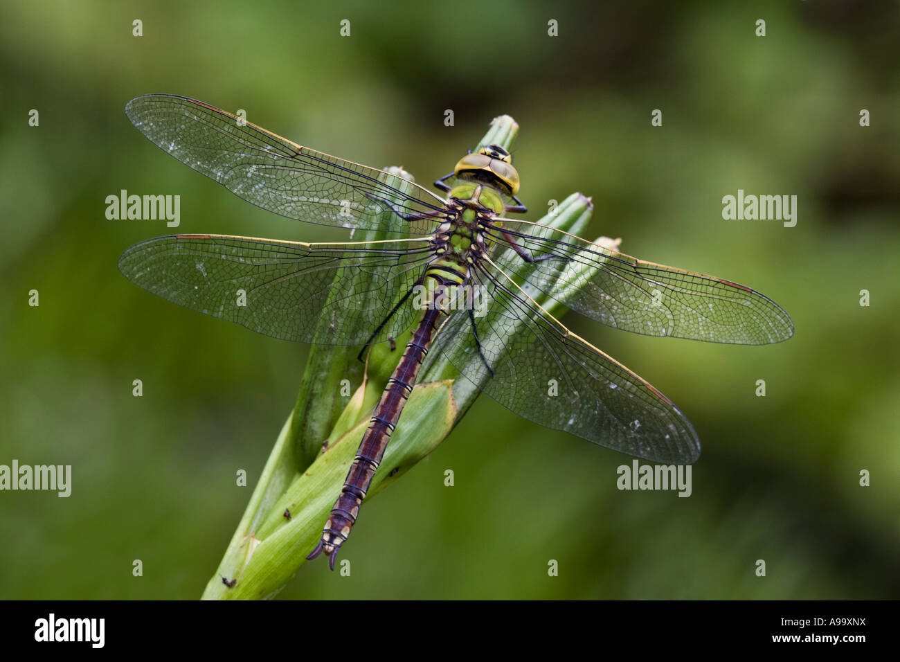 Newly emerged Emperor dragonfly (Anax imperator) by pond potton bedfordshire with nice out of focus background Stock Photo