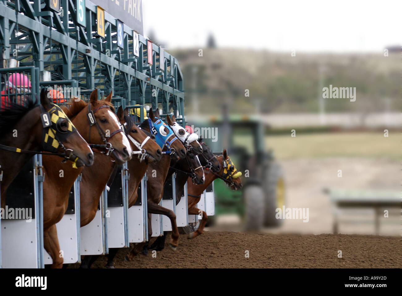 HORSES THOROUGHBRED RACING Calgary Alberta Canada Stock Photo