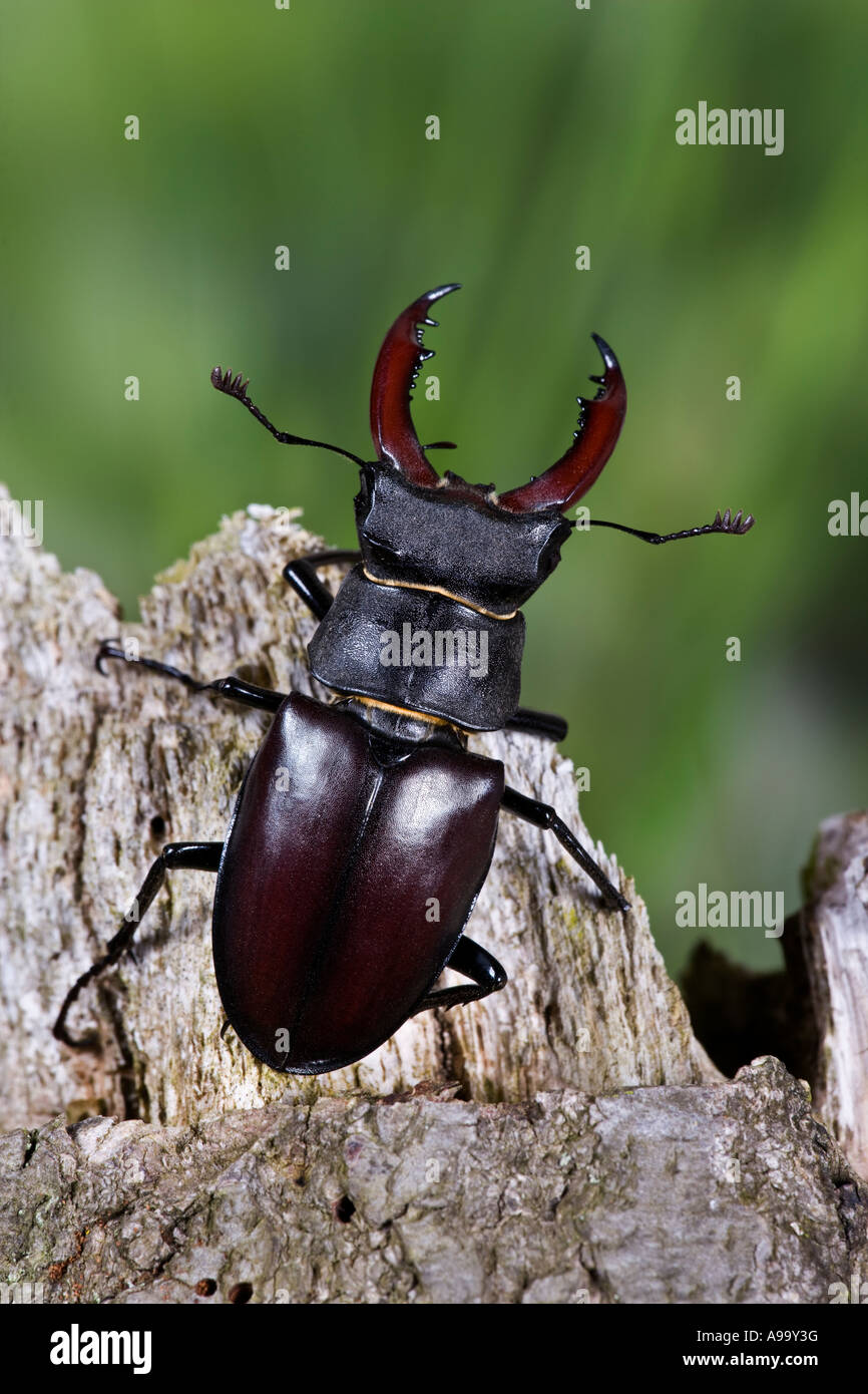European stag beetle: Lucanus cervus male on Oak branch with nice out of focus background Stock Photo