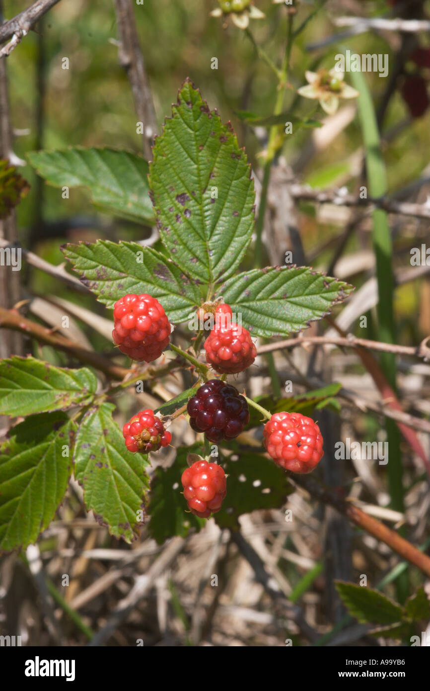 Wild raspberries growing along wetlands marsh Stock Photo - Alamy
