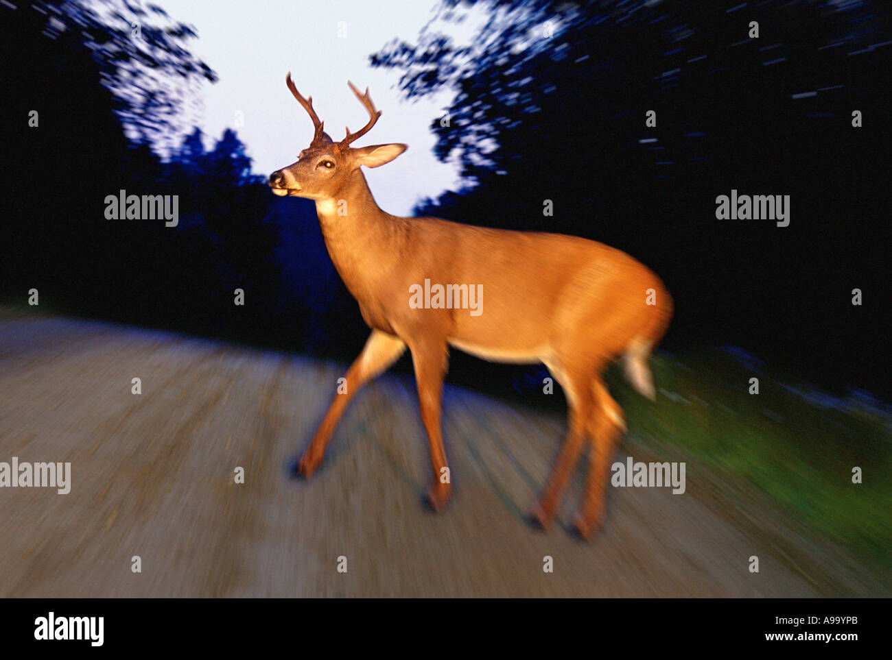 Caught in headlights hires stock photography and images Alamy