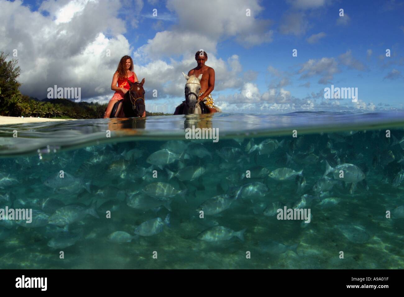 A couple MR in the ocean on horseback with schooling fish Rarotonga The Cook Islands  Stock Photo