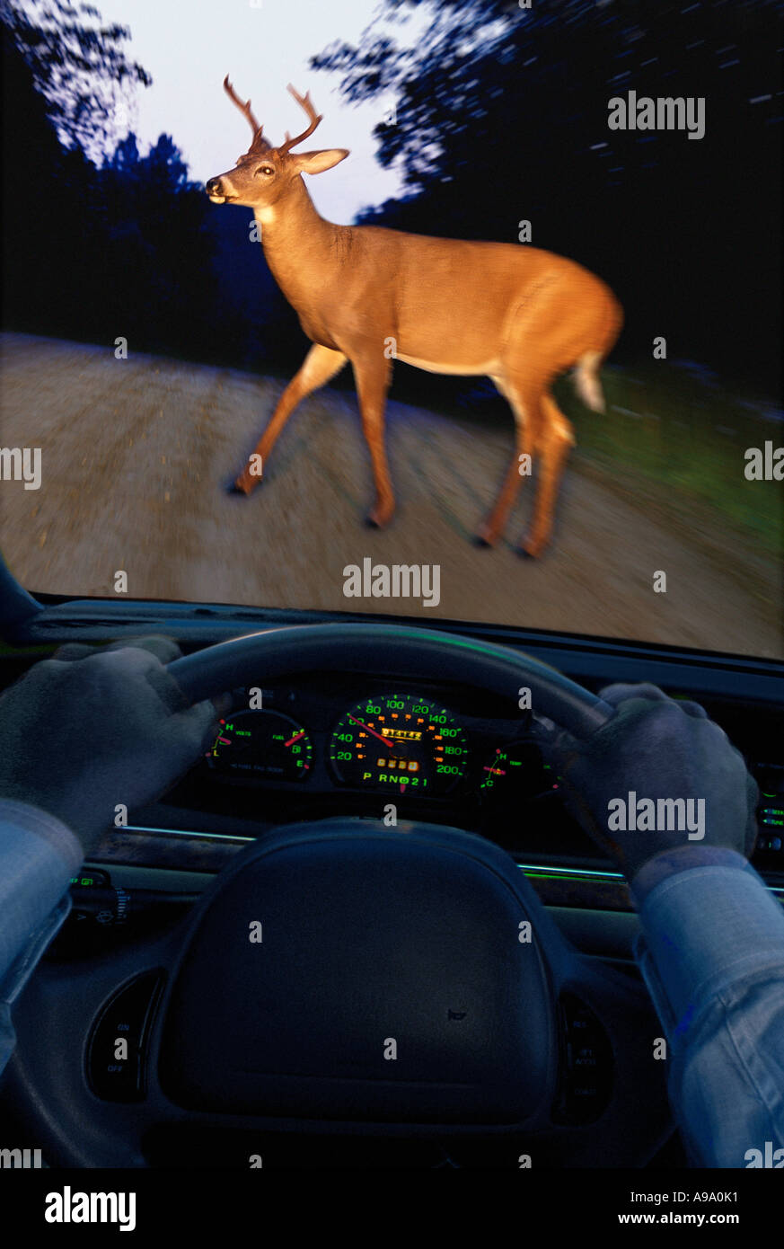 Deer and headlights hires stock photography and images Alamy