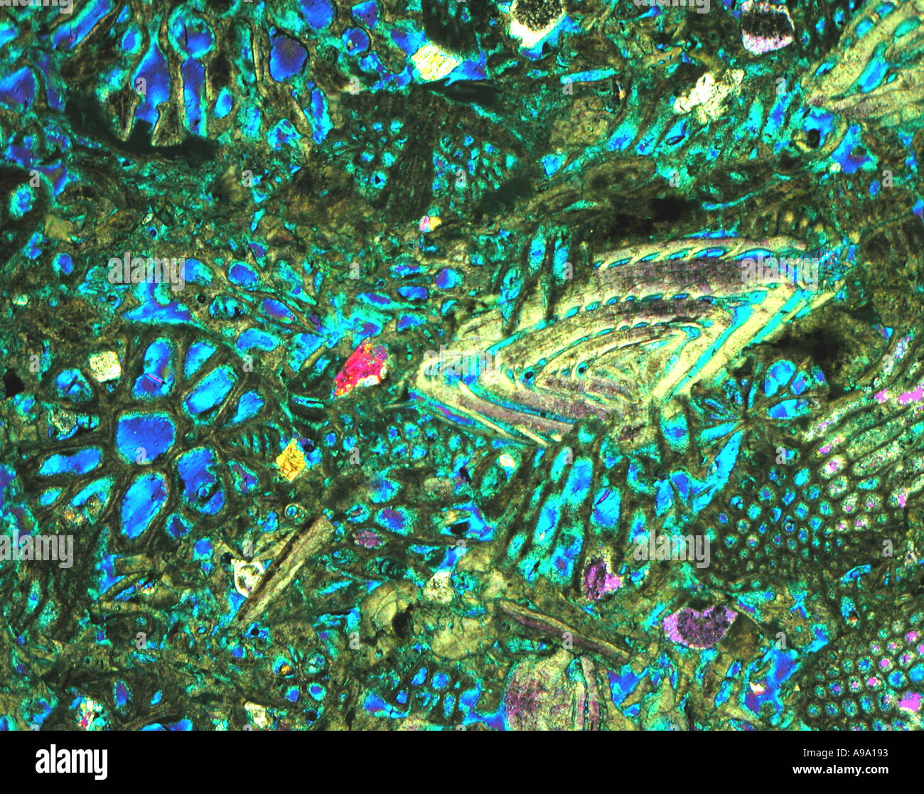 Oolitic limestone Oamaru N Z Ground thin section showing fossil forams Crossed polars plus tint  Stock Photo