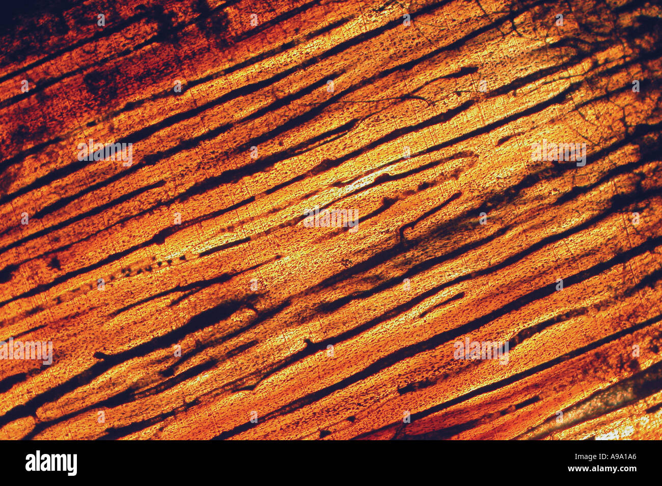 Ground longitudinal section of bone of Iguanodon Crossed polars Stock ...