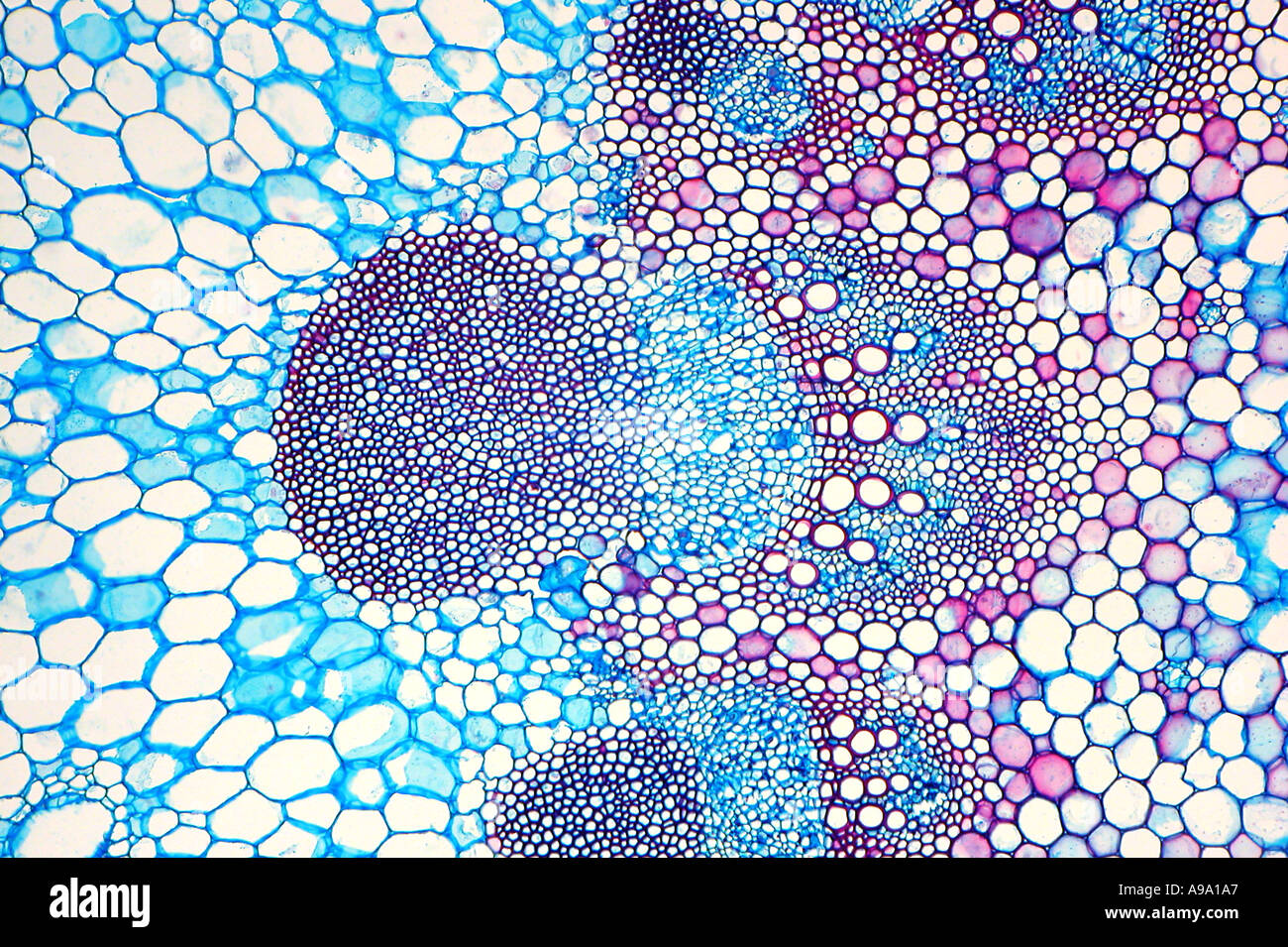 TS stem of Sunflower Helianthus showing vascular bundle satined Stock