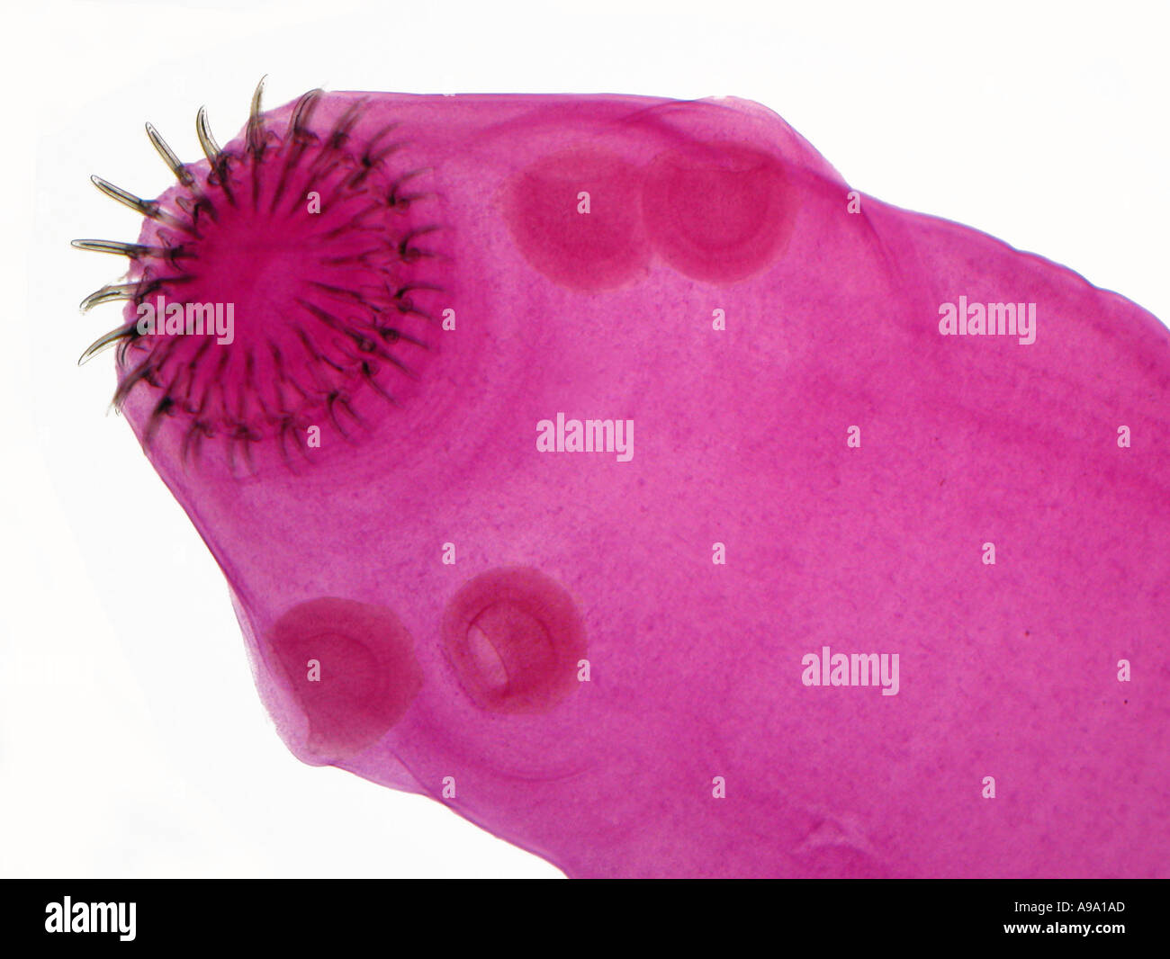 Tapeworm head hires stock photography and images Alamy