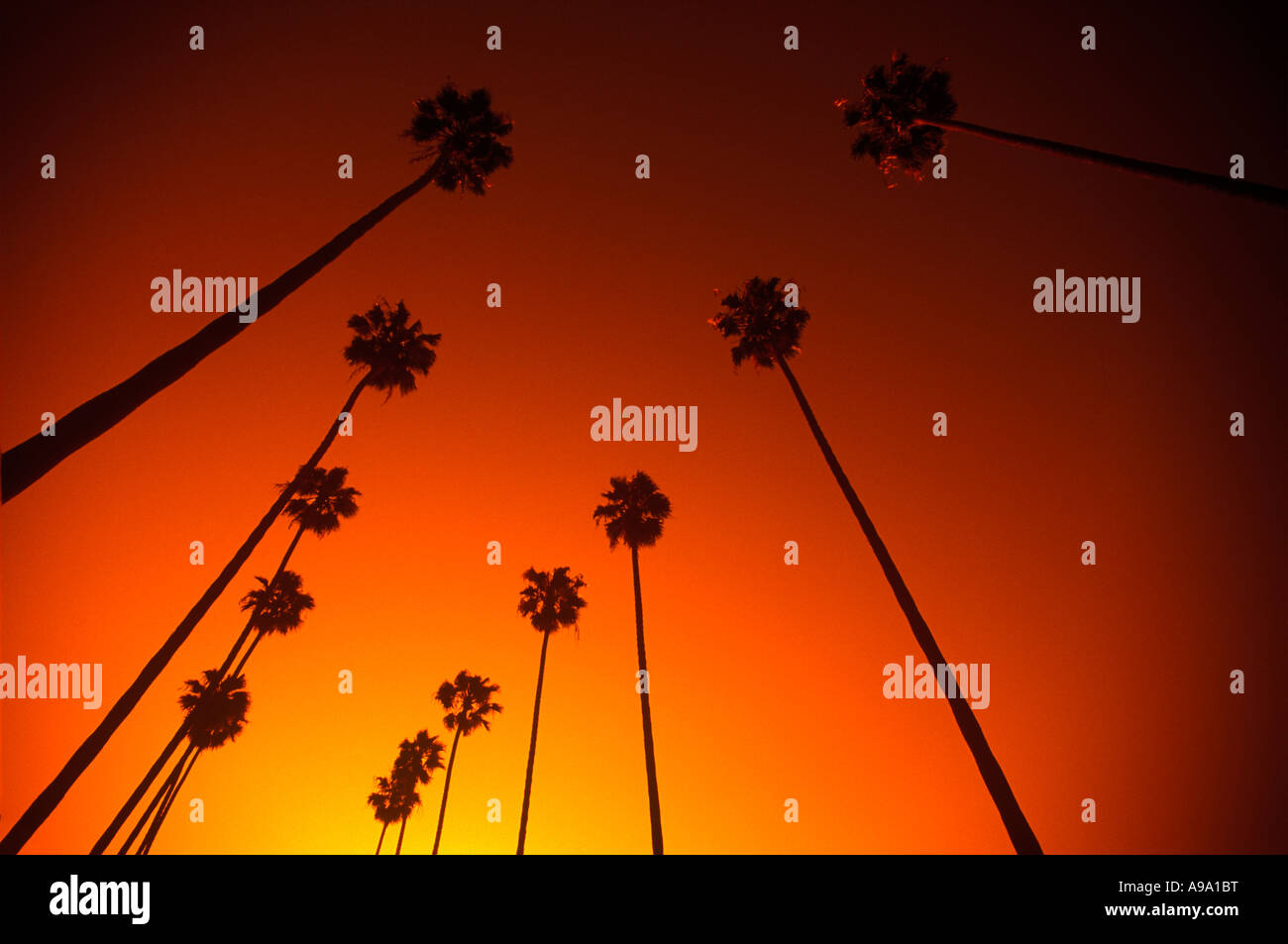 ROWS OF TALL PALM TREES BEVERLY HILLS LOS ANGELES CALIFORNIA USA Stock Photo Alamy