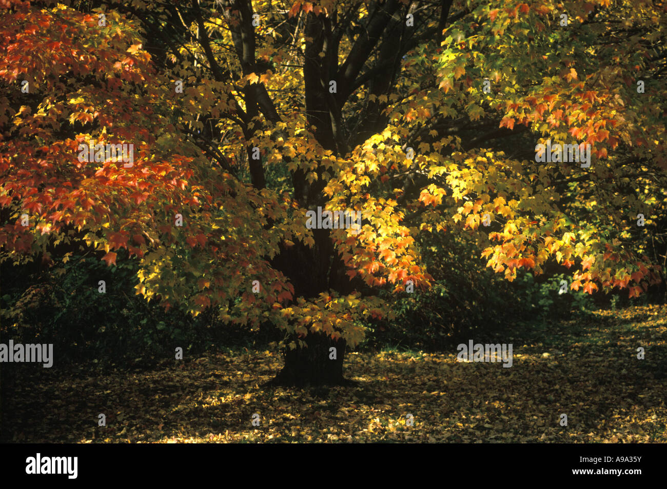 The Unexpected Truth About New Yorks State Tree - 3fdjh7f